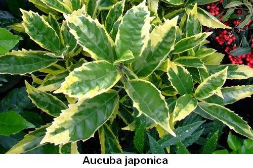 Aucuba japonica.jpg